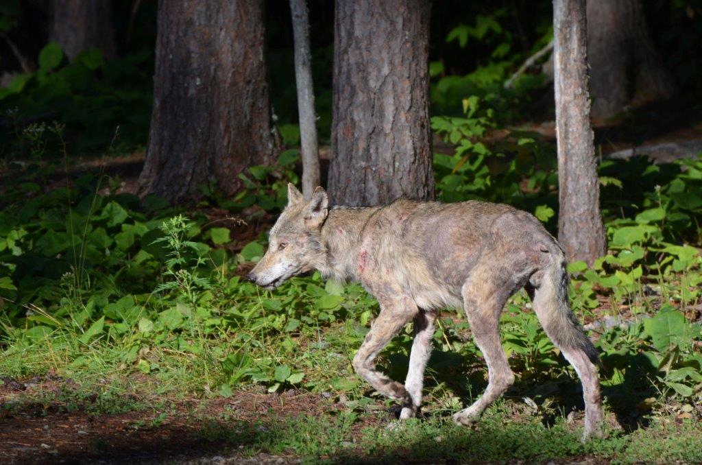 Wolf