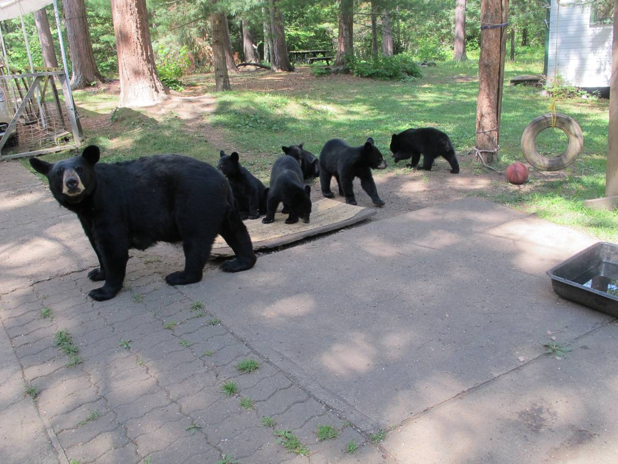 20170812 Annie cubs