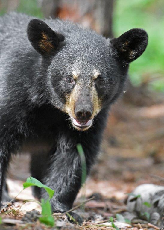 Donna's cub