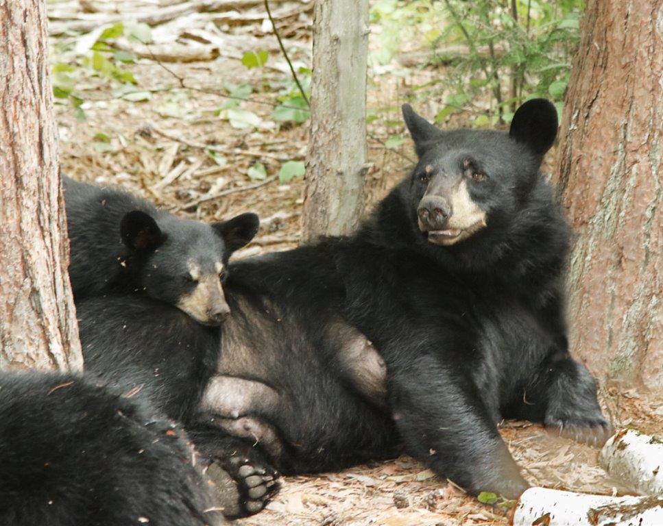 Donna's cubs by Davison 8/13/17