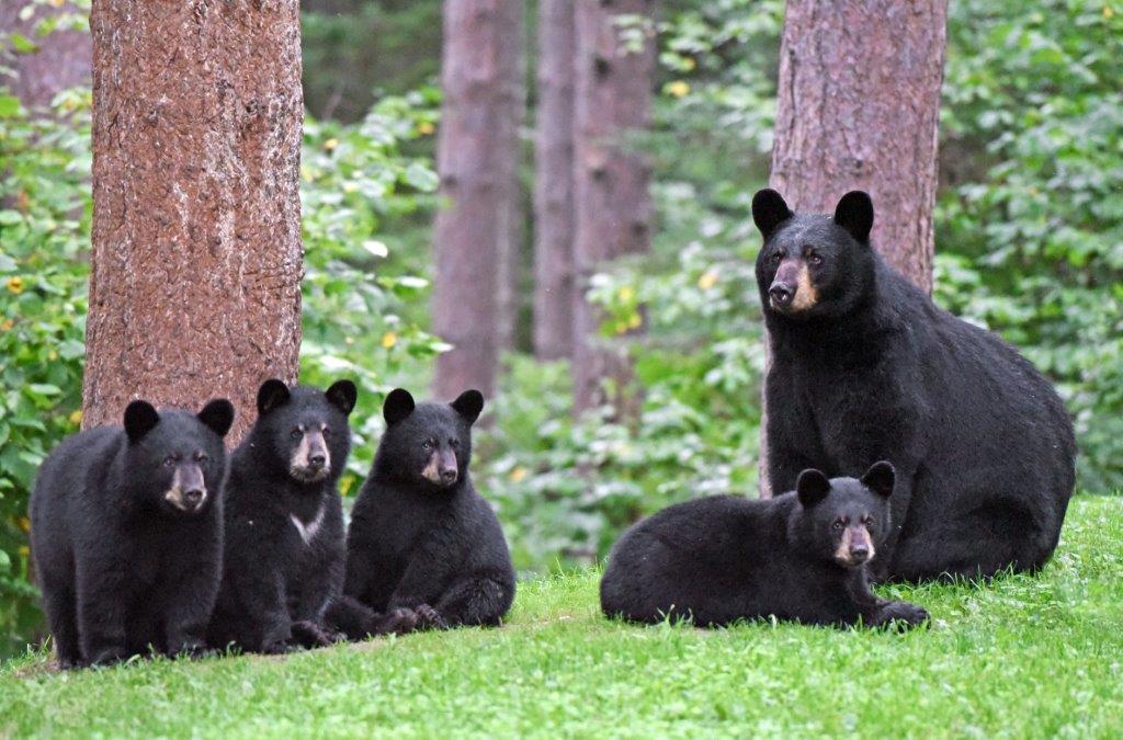 Ursula & 4 cubs