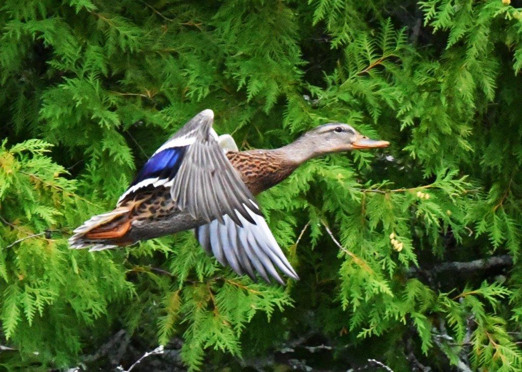 Mallard flying