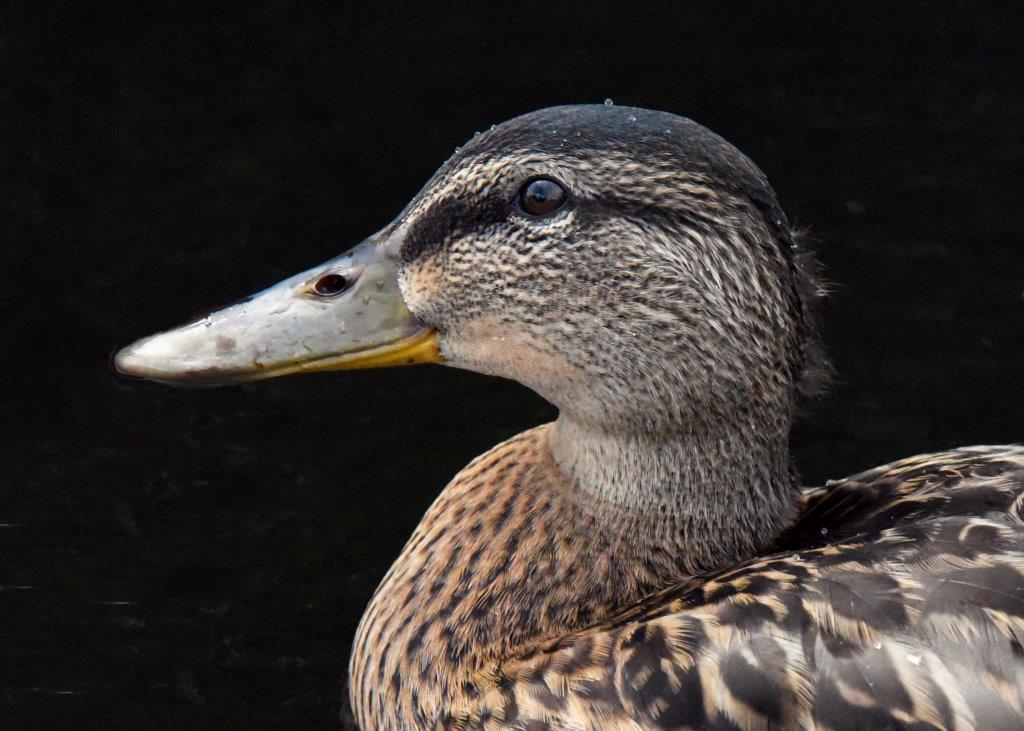 Mallard with fuzz on neck