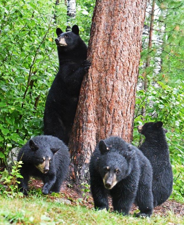 Donna cubs