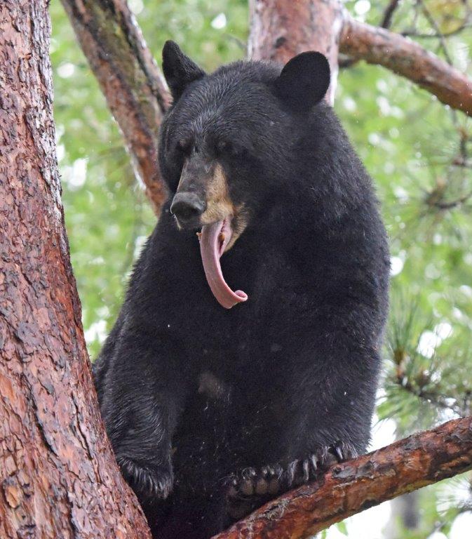 Donna yawning