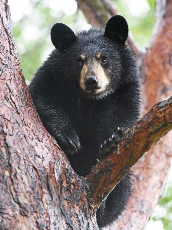 Donnas cub