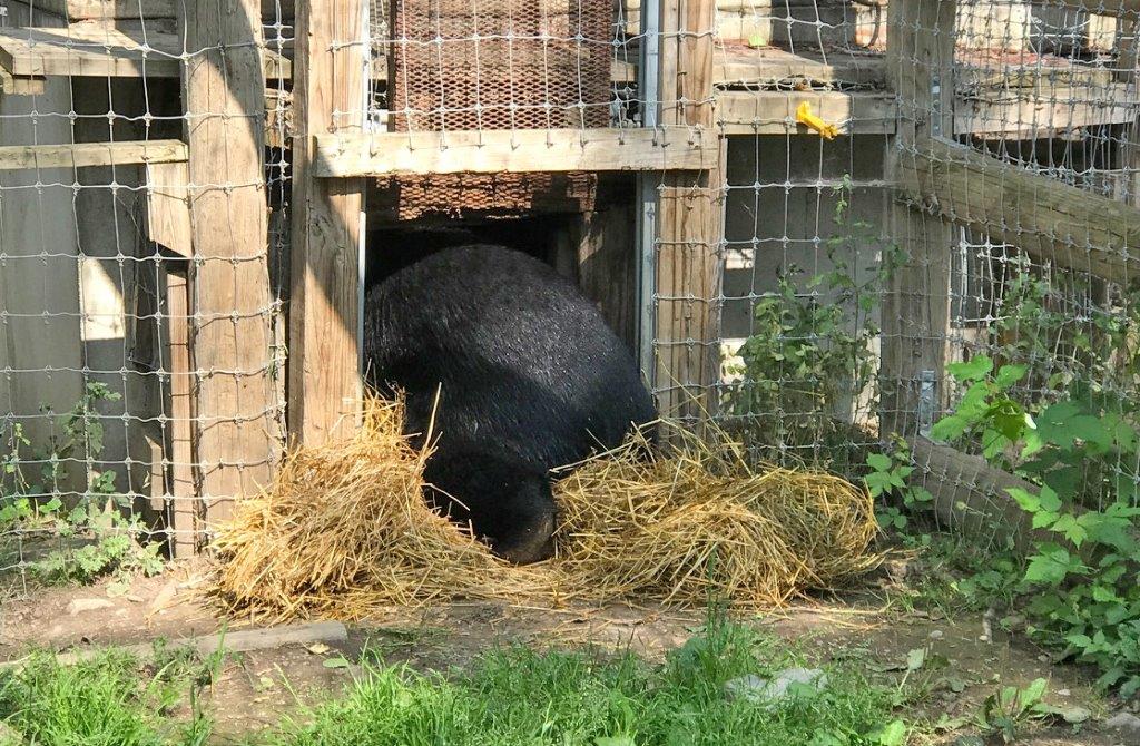 Lucky raking straw