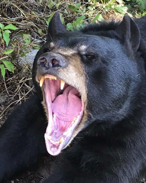Lucky yawning