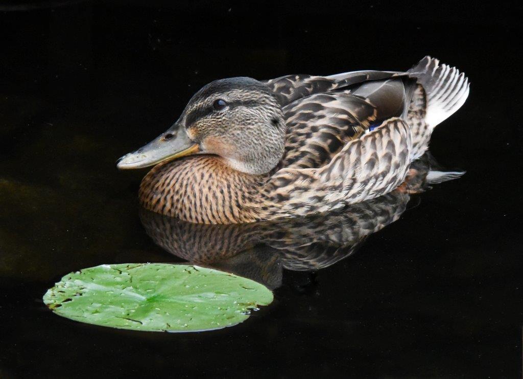 Mallard