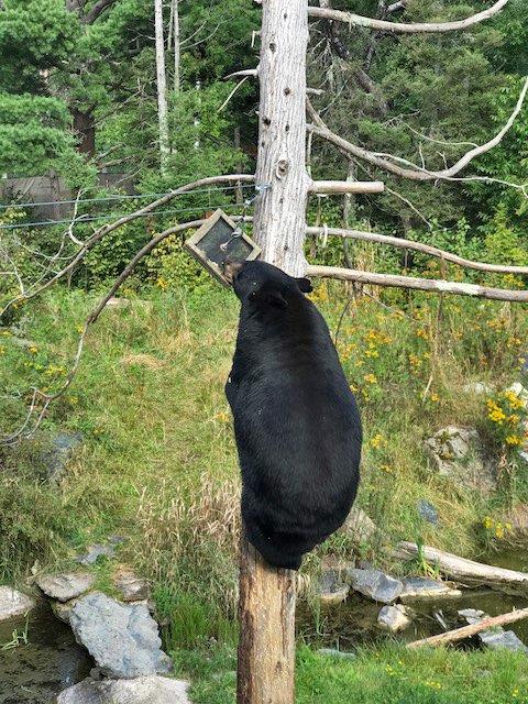 Holly climbing