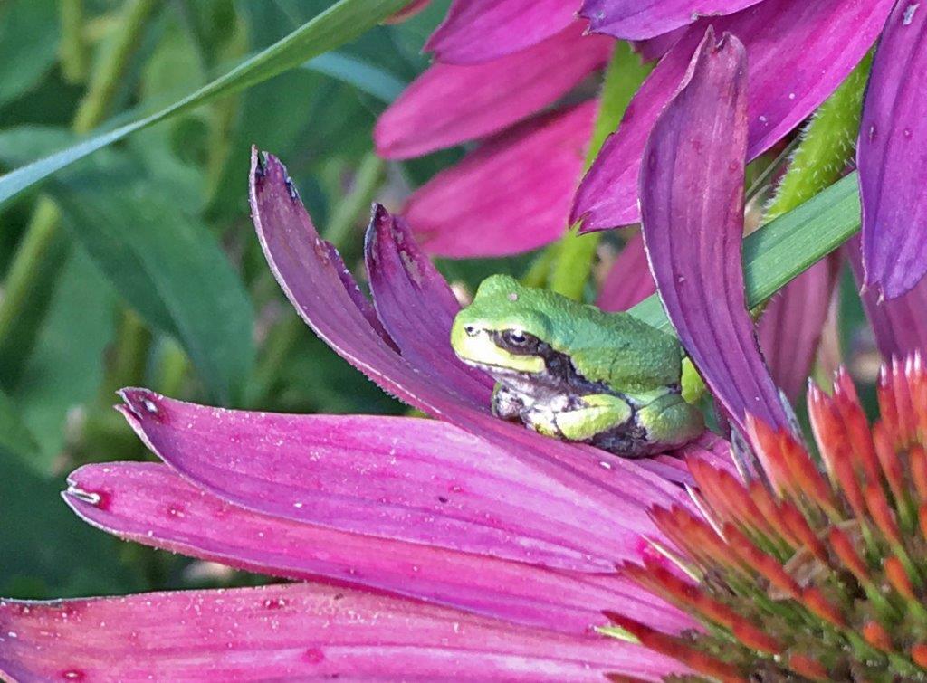 Gray Tree Frog
