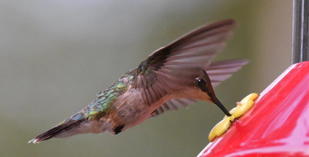 Hummingbird