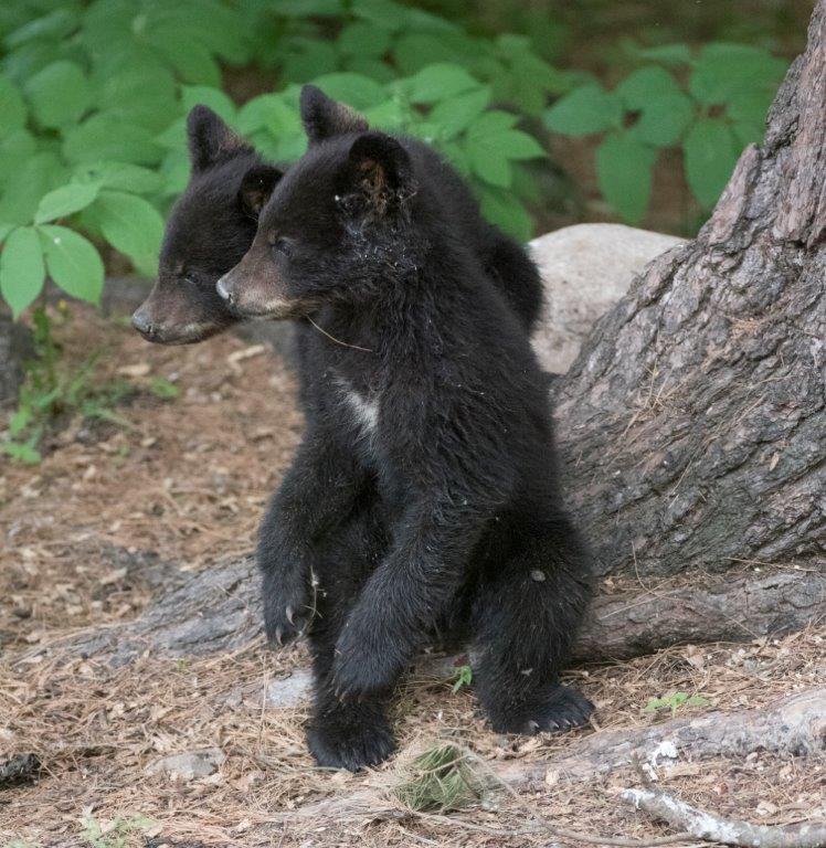Daisy's cubs 6/7/17
