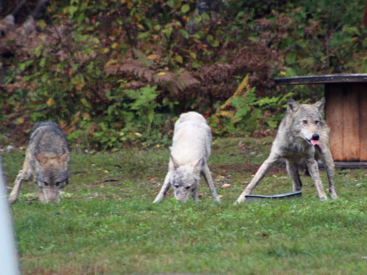 Wolves in Ely