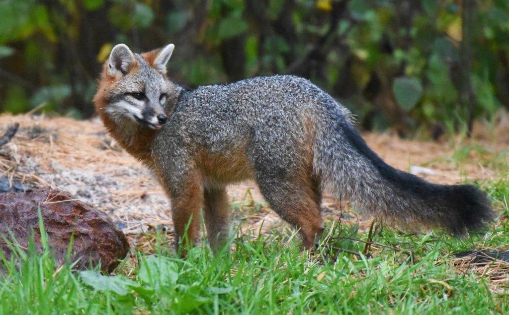 Gray Fox