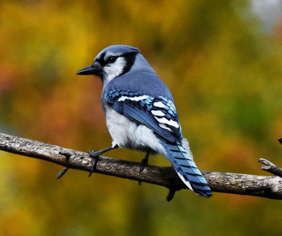 Blue jay