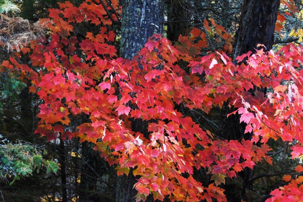 Red Maple Leaves