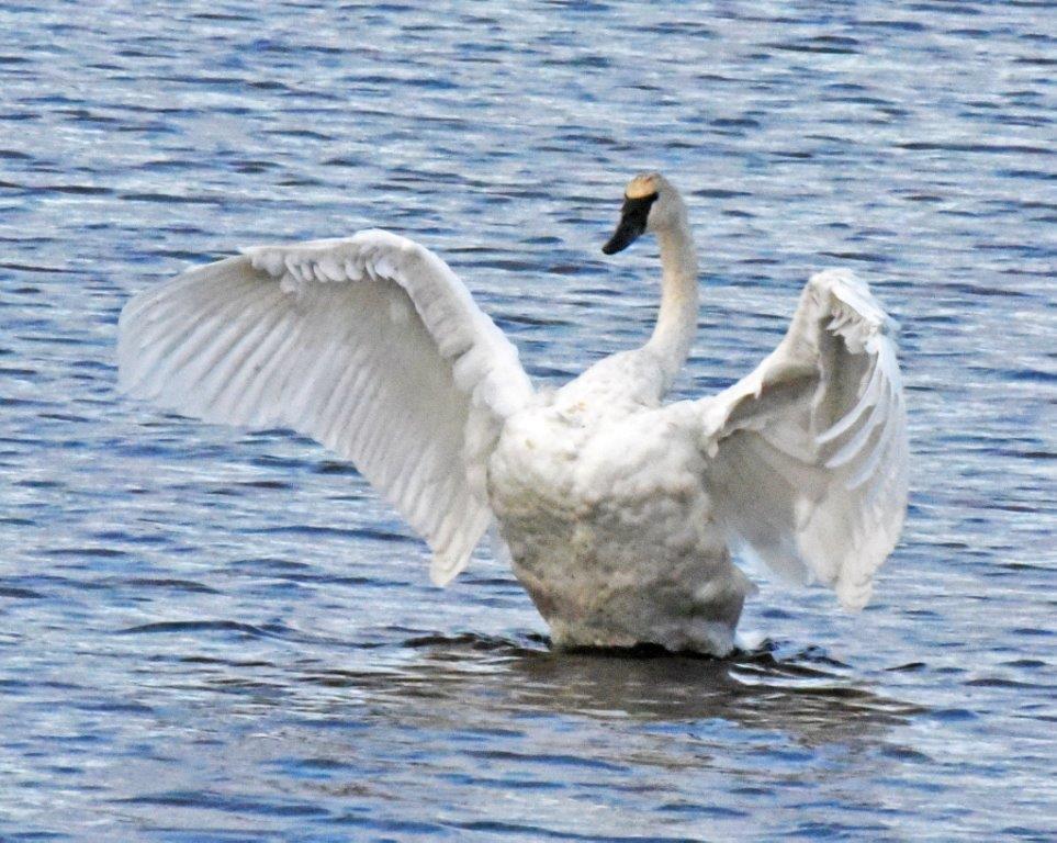 Trumpeter swan