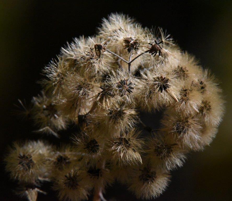 Aster seeds