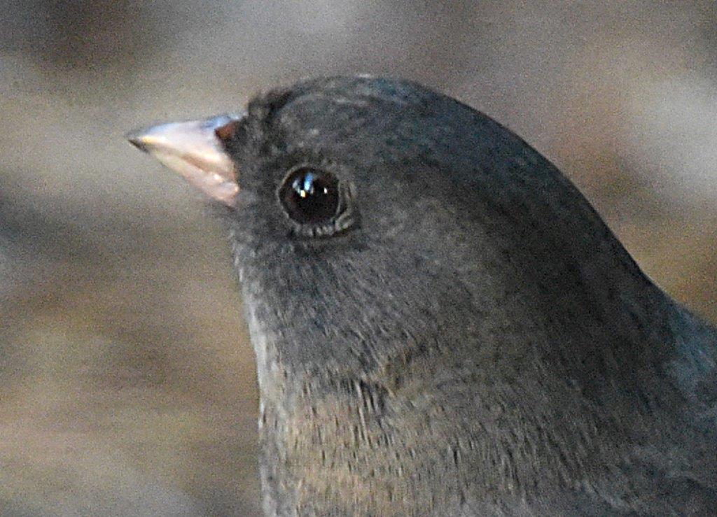 Dark eyed Junco