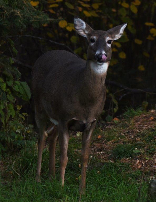 Deer at dusk