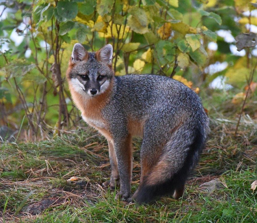 Gray fox pup