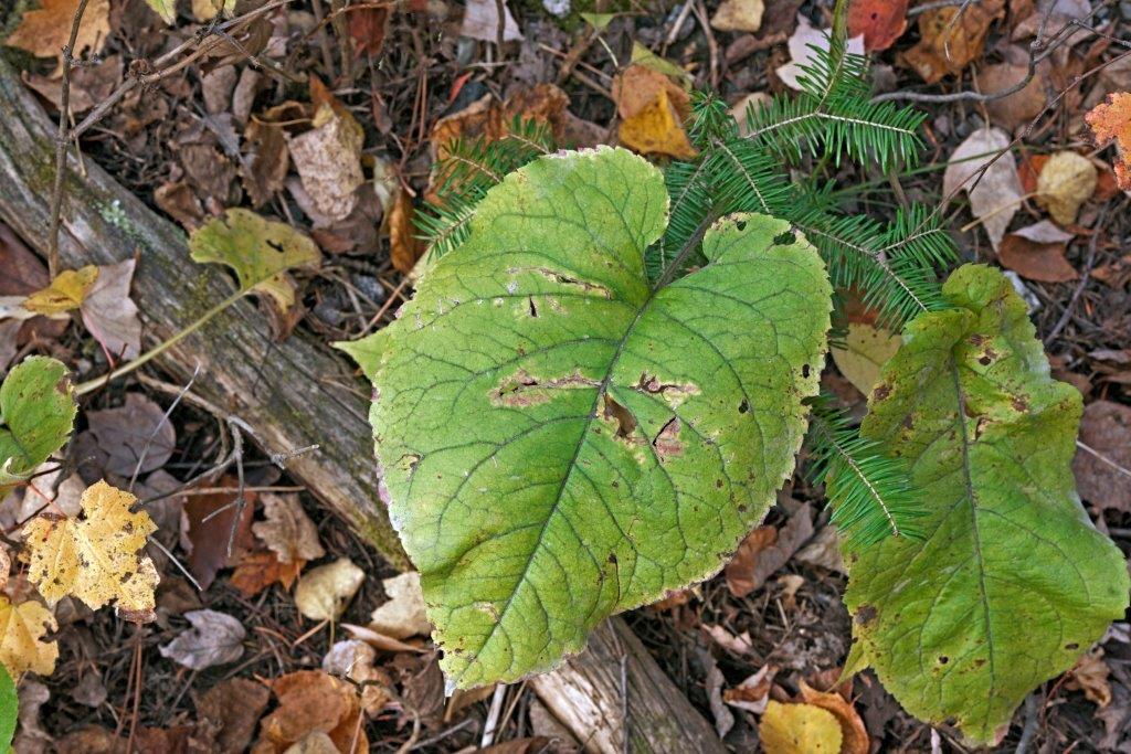 Large-leaved aster