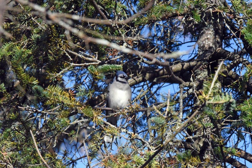 Blue Jay
