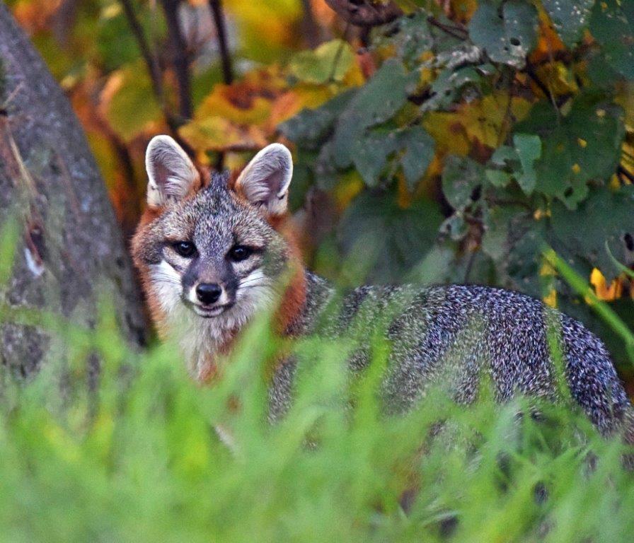 Gray Fox