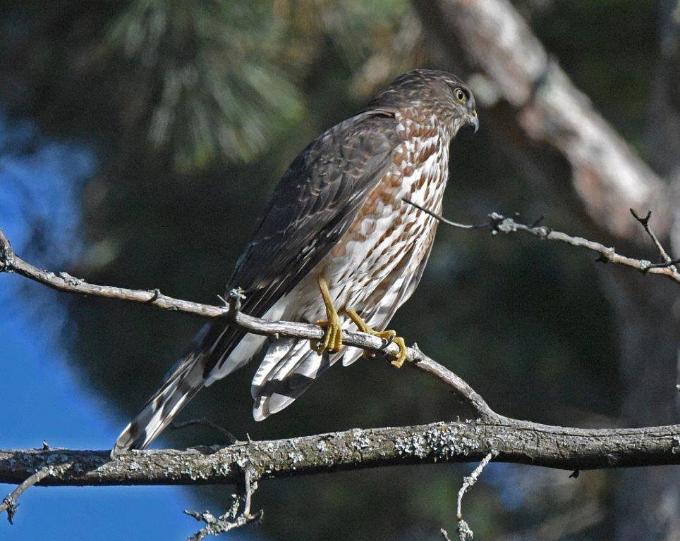 Sharp shinned hawk