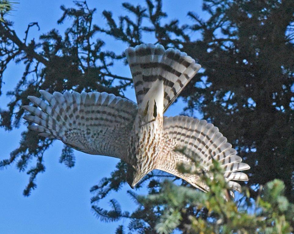 Sharp shinned hawk diving