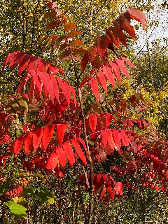 Sumac leaves