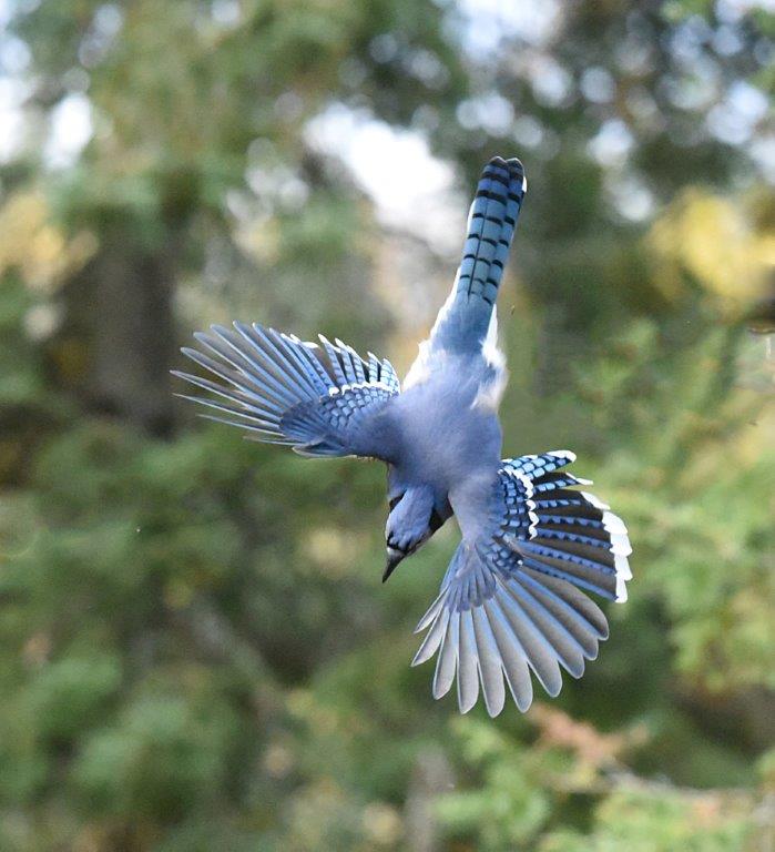Blue jay diving