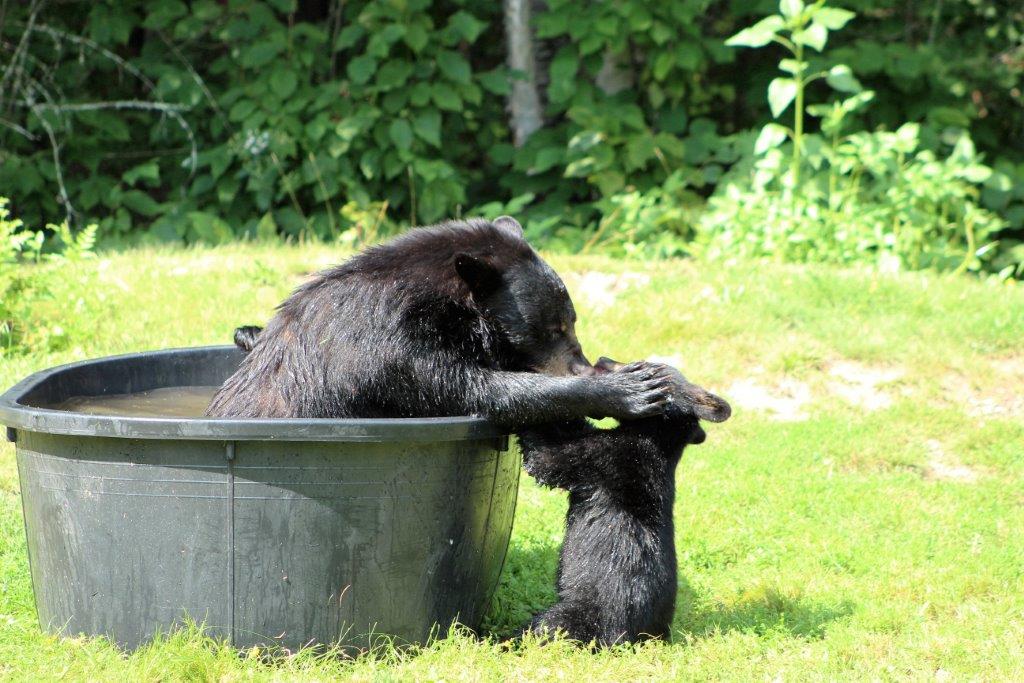 Fern and cub 8/3/16