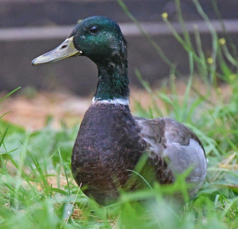 Mallard male