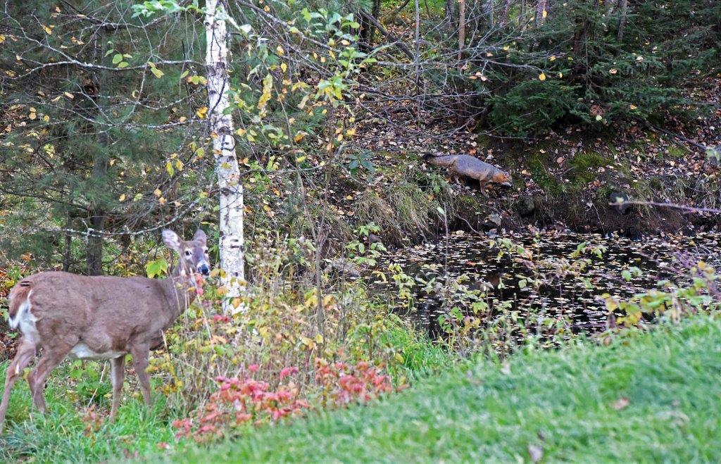 Gray fox running