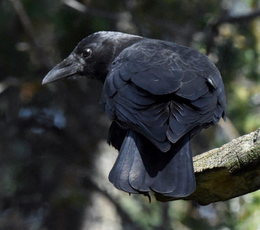 Crow