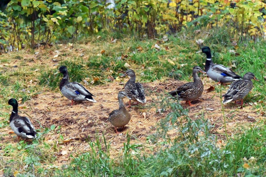 Mallards