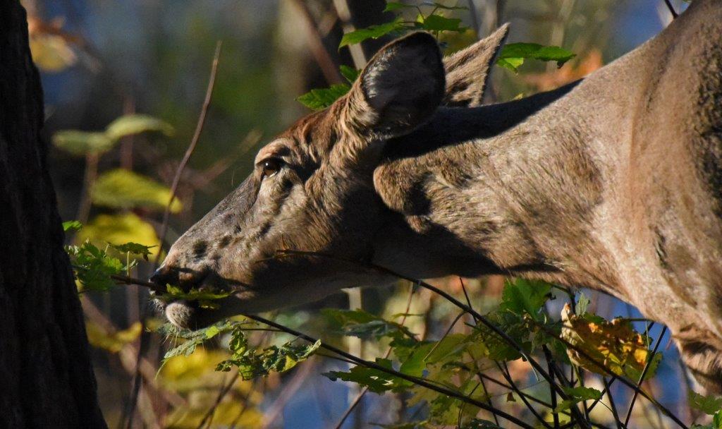 Deer browsing