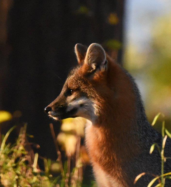 Gray fox