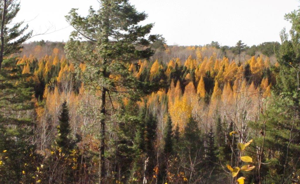Tamaracks