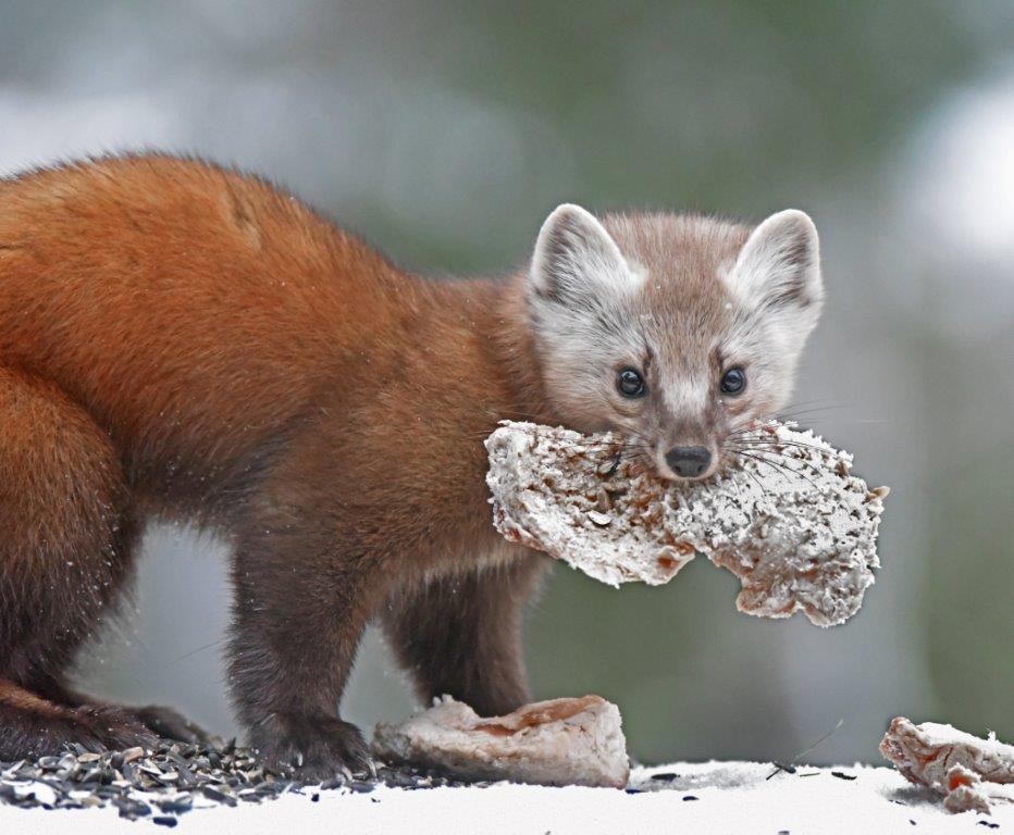 Pine Marten Female