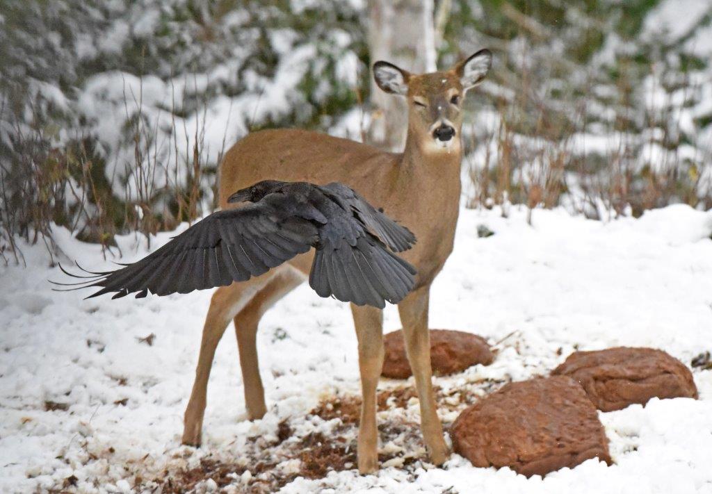 Raven and deer