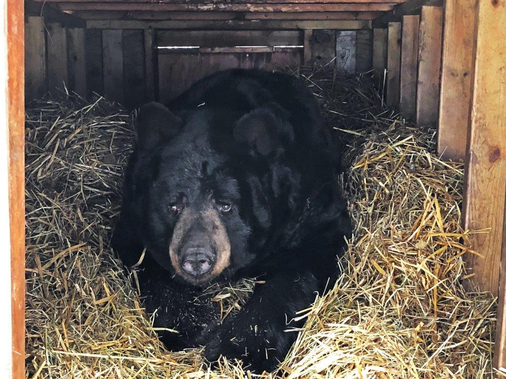 Ted in Chalet