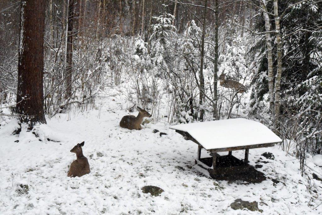 Deer does resting