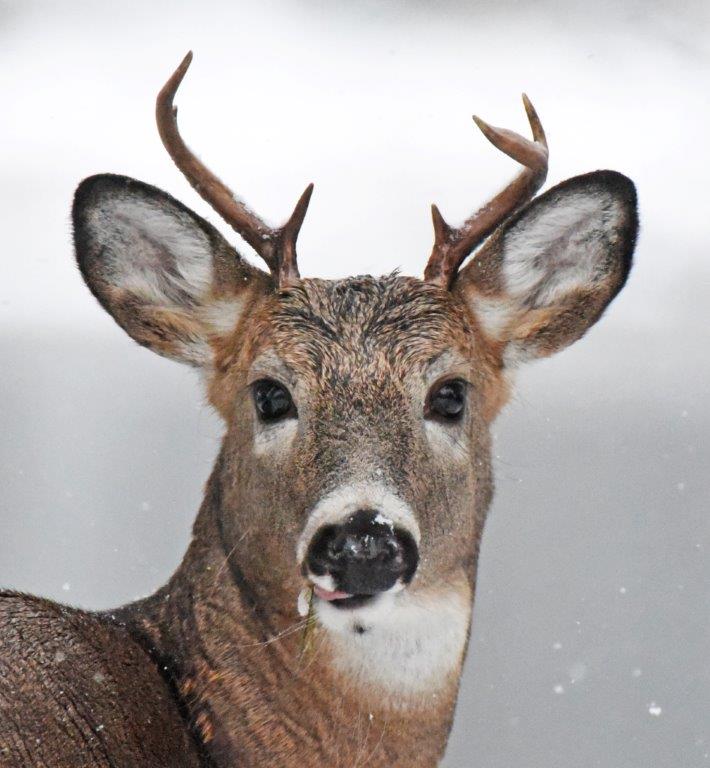 Deer buck