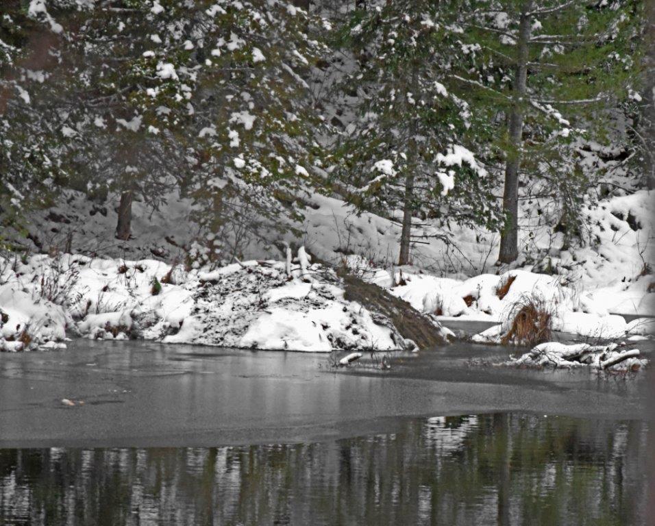 Beaver Lodge with food cache
