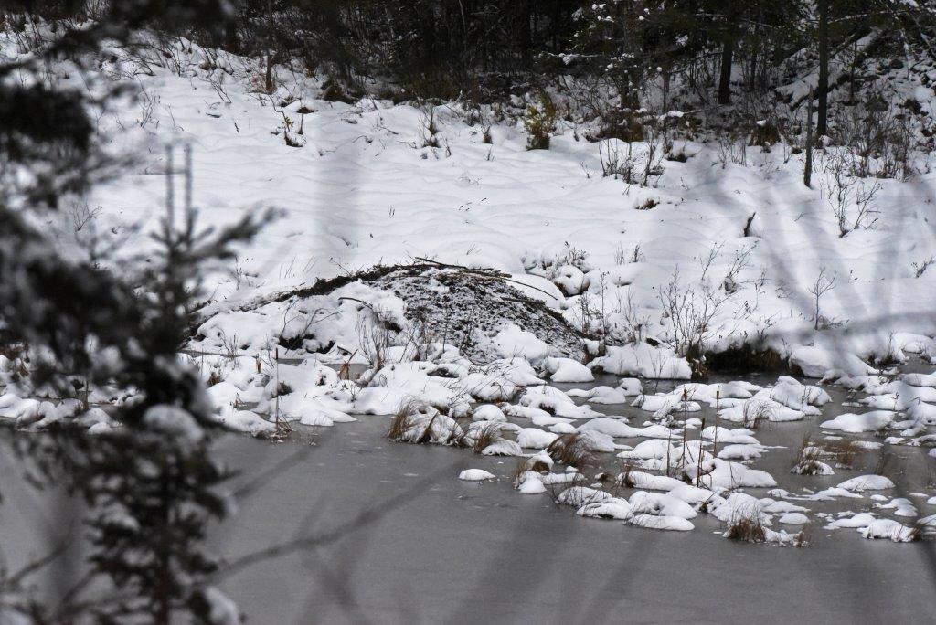 Beaver lodge without food cache