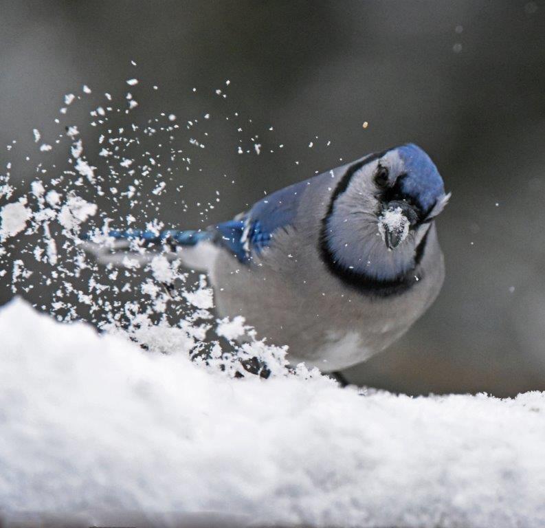 Blue jay sweeping snow