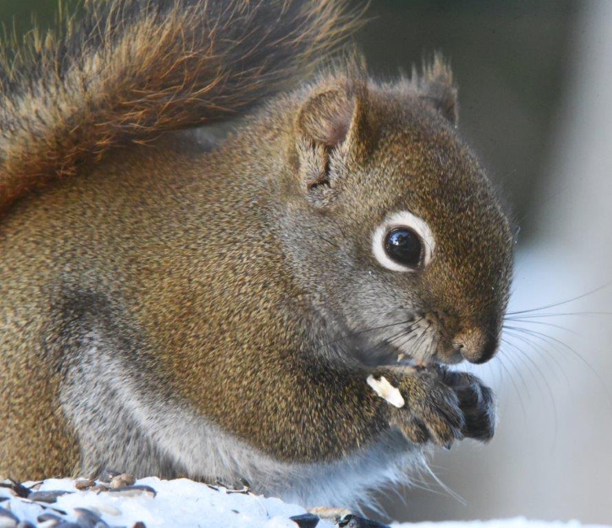Red squirrel